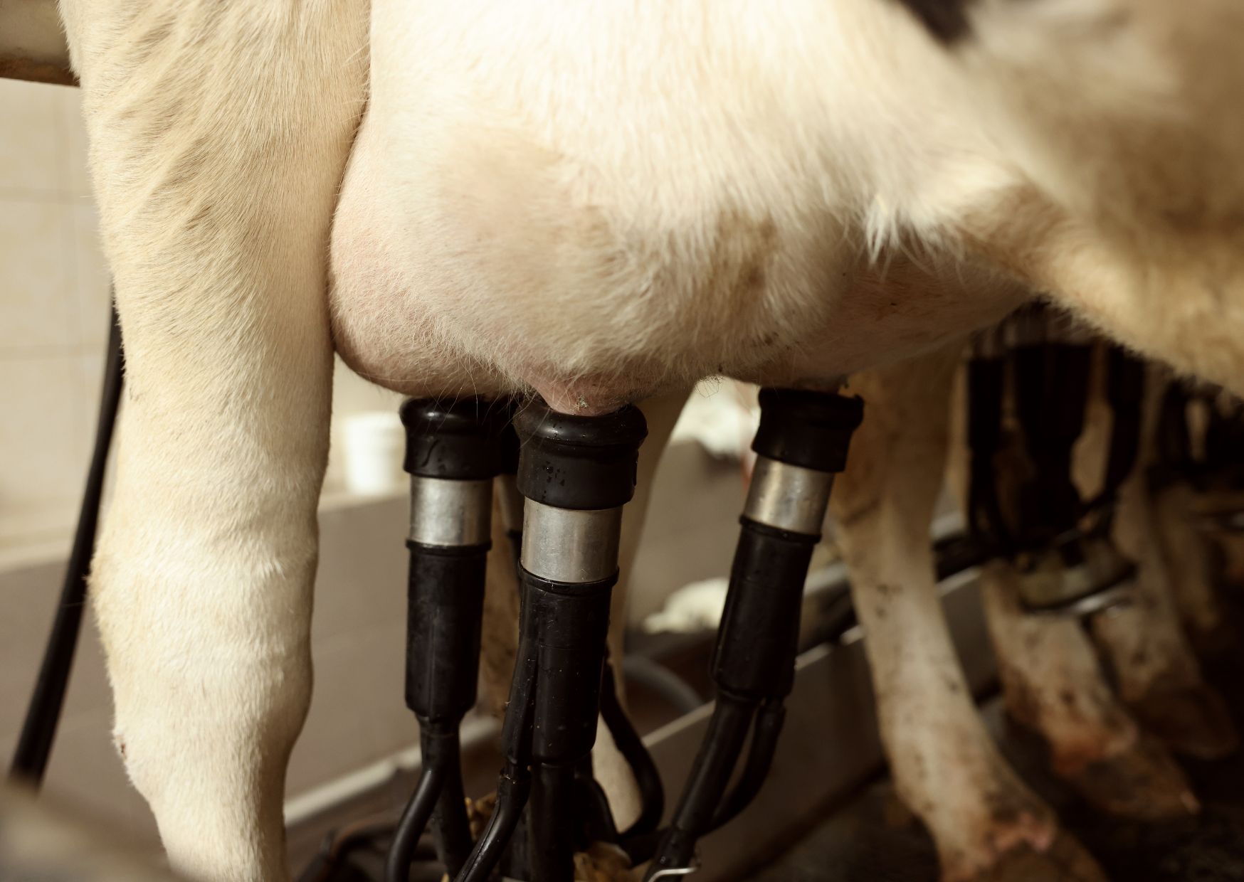 Резервы увеличения продуктивности молочного стада