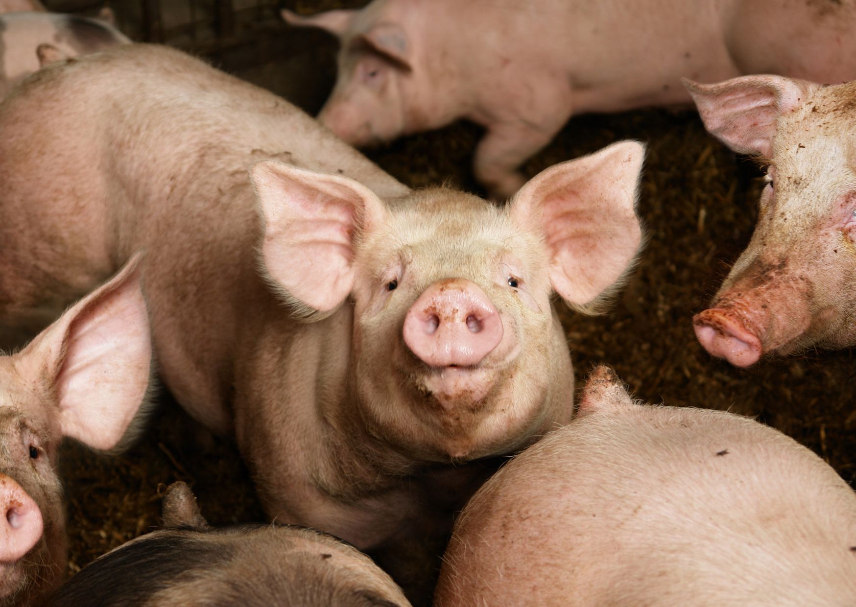 Высокая продуктивность свиноматок – путь к рентабельному производству свинины